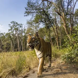 Tigre de Bengala (Panthera tigris tigris) (T27) caminando por el sendero del dique / presa. Parque Nacional Kanha. Tigre de Bengala (Panthera tigris tigris) (T27) caminando por el sendero del dique / presa. Parque Nacional Kanha.