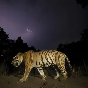 Il tigre del Bengala (Panthera tigris tigris) cammina di notte, maschio dominante (T29), con nuvole monsoniche e fulmini. Parco nazionale di Kanha, India centrale. Il tigre del Bengala (Panthera tigris tigris) cammina di notte, maschio dominante (T29), con nuvole monsoniche e fulmini. Parco nazionale di Kanha, India centrale.