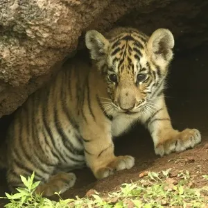 Bengal Tiger Young Cub Print Bengal Tiger Young Cub Print