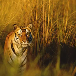 Bengal tiger portrait {Panthera tigris tigris} Bandhavgarh NP, Madhya Pradesh, India