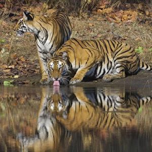 Bengal Tigers (Panthera tigris tigris) adult female drinking water, her juvenile cub beside her