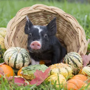 Berkshire Piglet Print: Autumn Squashes Scene Berkshire Piglet Print: Autumn Squashes Scene