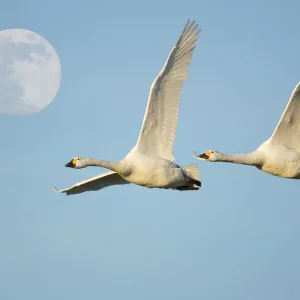 Two Bewick swans {Cygnus columbianus} flying with full-moon in sky. UK