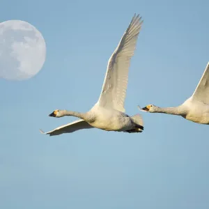 Two Bewick swans in flight with full moon Two Bewick swans in flight with full moon