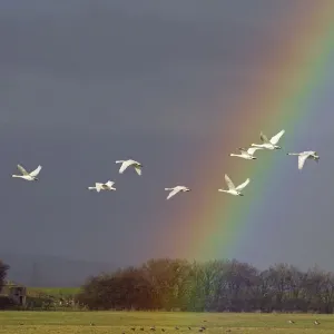 Bewicks swan (Cygnus columbianus) in flight with rainbow, Gloucestershire, England Bewicks swan (Cygnus columbianus) in flight with rainbow, Gloucestershire, England