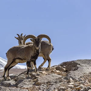 Bharal / Blue sheep (Pseudois nayaur) male and female, Himalaya Mountains