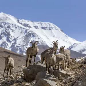 Bharal / Oveja azul (Pseudois nayaur) manada parada en una ladera rocosa. Bharal / Oveja azul (Pseudois nayaur) manada parada en una ladera rocosa.