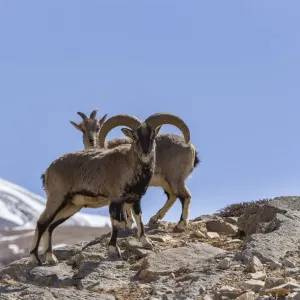 Bharal / Blue sheep (Pseudois nayaur) male and female, Himalaya Mountains Bharal / Blue sheep (Pseudois nayaur) male and female, Himalaya Mountains