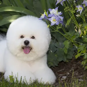 Bichon Frise beside Colorado Blue Columbine Print Bichon Frise beside Colorado Blue Columbine Print