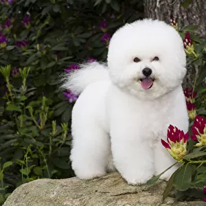 Bichon frise standing on rock amongst Rhododendron flowers. Haddam, Connecticut, USA
