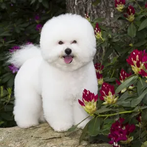 Bichon frise Print: Rhododendron Bloom Scene Bichon frise Print: Rhododendron Bloom Scene
