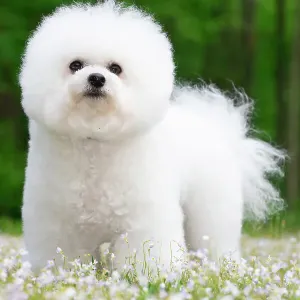 Bichon Frise Standing Among Spring Flowers Print Bichon Frise Standing Among Spring Flowers Print