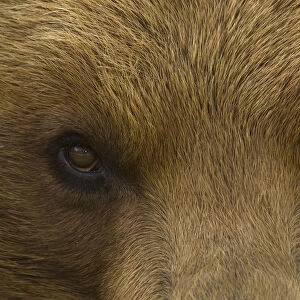 Big close up of the eyes of a European Brown bear (Ursus arctos) captive
