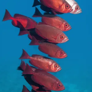 Big-eye fish Print, Red Sea Big-eye fish Print, Red Sea