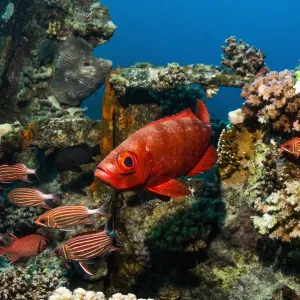 Big-eye or Goggle-eye (Priacanthus hamrur) and Crown squirrelfish Print Big-eye or Goggle-eye (Priacanthus hamrur) and Crown squirrelfish Print