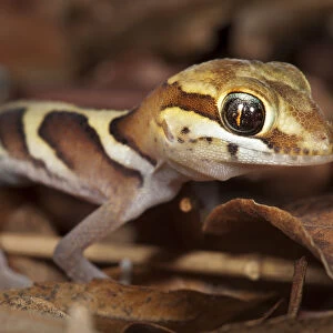 Big eyed / headed gecko {Paroedura pictus} on forest floor. Dry deciduous forest, Kirindy Forest