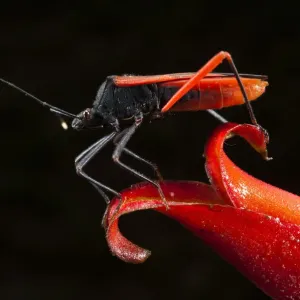 Big-legged Bug on Heliconia Flower Print