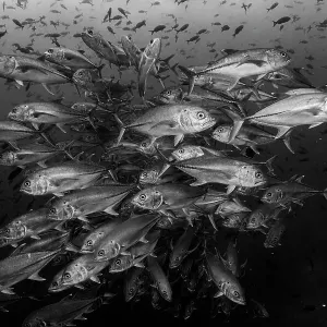 Bigeye trevallies (Caranx sexfasciatus) shoal. Darwin Island, Galapagos National Park, Pacific Ocean Bigeye trevallies (Caranx sexfasciatus) shoal. Darwin Island, Galapagos National Park, Pacific Ocean