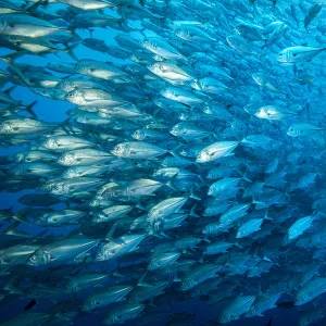 Bigeye trevally (Caranx sexfasciatus), a large shoal. Cocos Island National Park, Costa Rica