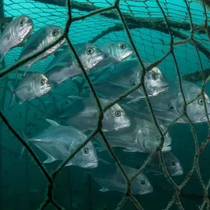 Bigeye trevally (Caranx sexfasciatus) and Giant trevally (Caranx ignobilis) swimming inside an artisanal fish trap of the indigenous Urak Lawoi tribe, Adang-Rawi Archipelago, Andaman Sea, Satun, Thailand