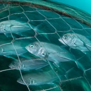 Bigeye trevally (Caranx sexfasciatus) swimming inside an artisanal fish trap, Adang-Rawi Archipelago, Andaman Sea, Satun, Thailand