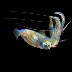 Bigfin reef squid (Sepioteuthis lessoniana) capturing a pelagic shrimp with long red antennae