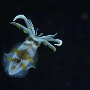 Calamar de arrecife con aletas grandes (Sepioteuthis lessoniana) nadando por la noche, Indonesia, Mar de Flores. Calamar de arrecife con aletas grandes (Sepioteuthis lessoniana) nadando por la noche, Indonesia, Mar de Flores.