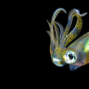 Bigfin squid (Sepioteuthis lessoniana) hovering in mid water at night