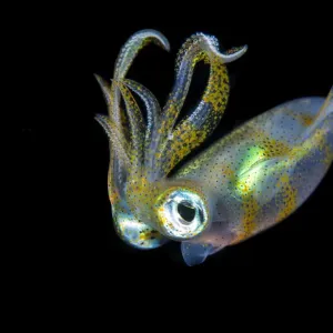 Calamar de gran aleta (Sepioteuthis lessoniana) flotando en el agua media por la noche. Calamar de gran aleta (Sepioteuthis lessoniana) flotando en el agua media por la noche.