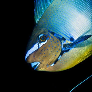 Bignose unicornfish (Naso vlamingii) profile of male displaying (the blue stripe