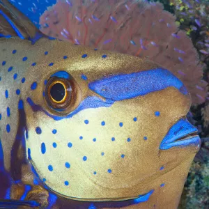 Bignose unicornfish (Naso vlamingii) on reef, Fiji