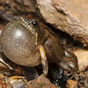 Bilingual frog (Crinia bilingua) adult male calling, Adelaide River, Northern Territory