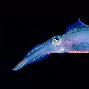 Bioluminescent Caribbean reef squid (Sepioteuthis sepioidea), St. Vincent, Eastern Caribbean