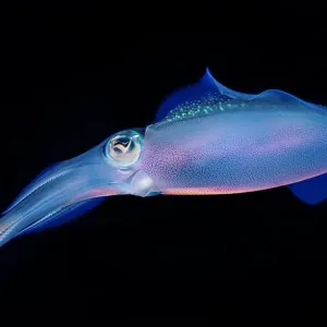 Bioluminescent Caribbean reef squid Print Bioluminescent Caribbean reef squid Print