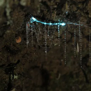 Bioluminescent Fungus gnat (Arachnocampa luminosa) larva attached to the cave roof