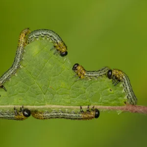 Birch Sawfly (Cimbex femoratus) feeding on a leaf. August, UK