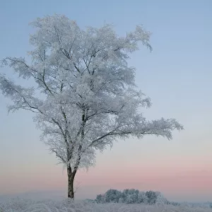 Birch Tree (Betula pendula) covered in hoar frost at dawn, Klein Schietveld, Brassschaat