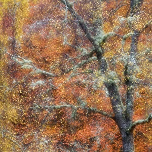 Birch tree (Betula sp) in autumn, blurred, Cairngorms National Park, Scotland, November
