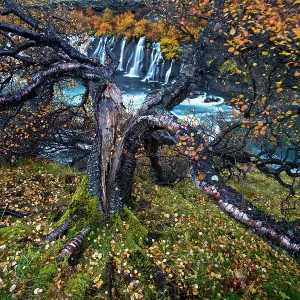 Birch Tree Print, Waterfall Scene, Iceland Birch Tree Print, Waterfall Scene, Iceland