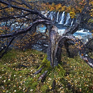 Birch tree (Betula sp) next to waterfall, Iceland