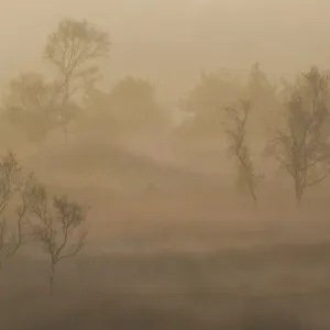 Les arbres de bouleau (Betula pendula) dans la brume du matin au lever du soleil, Groot Schietveld, Wuustwezel. Les arbres de bouleau (Betula pendula) dans la brume du matin au lever du soleil, Groot Schietveld, Wuustwezel.