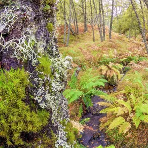 Birch woodland in Autumn, showing extensive growth of mosses and liches on tree trunks Birch woodland in Autumn, showing extensive growth of mosses and liches on tree trunks