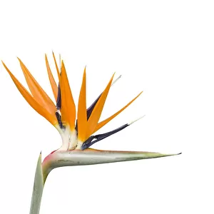 Bird of paradise / Crane flower (Strelitzia reginae). Cultivated in garden. Native to South Africa
