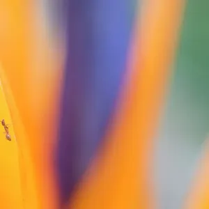 Bird of paradise (Strelitzia reginae) close up with Ant (Formicidae) Tenerife, Canary Islands Bird of paradise (Strelitzia reginae) close up with Ant (Formicidae) Tenerife, Canary Islands