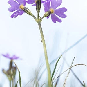 Birdseye primrose (Primula farinosa) a plant confined in Britain to the Pennines of