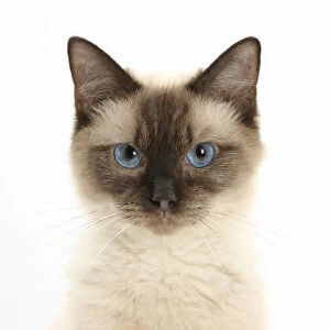 Birman cross cat with blue eyes, face portrait
