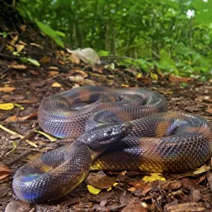 Bismarck Ringed python (Bothrochilus boa), Willaumez Peninsula, New Britain