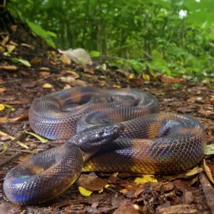 Bismarck Ringed python (Bothrochilus boa), Willaumez Peninsula, New Britain