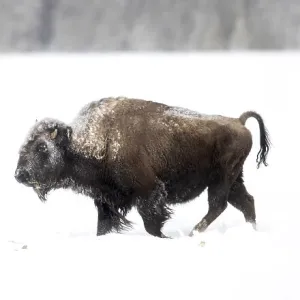 Bison (Bison bison) being circled by wolves (Canis lupus) hunting in snow, Yellowstone National Park, USA. January