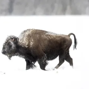 Búfalo (Bison bison) siendo rodeado por lobos (Canis lupus) que cazar en la nieve, Parque Nacional Yellowstone, USA. Enero.